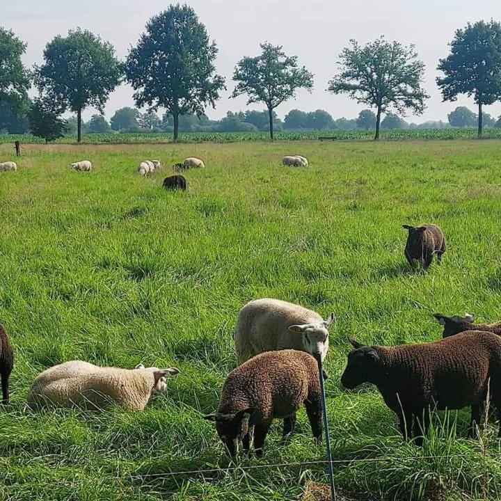 Uylkenshof Safaritenten En Natuurhuisjes Епе Екстериор снимка