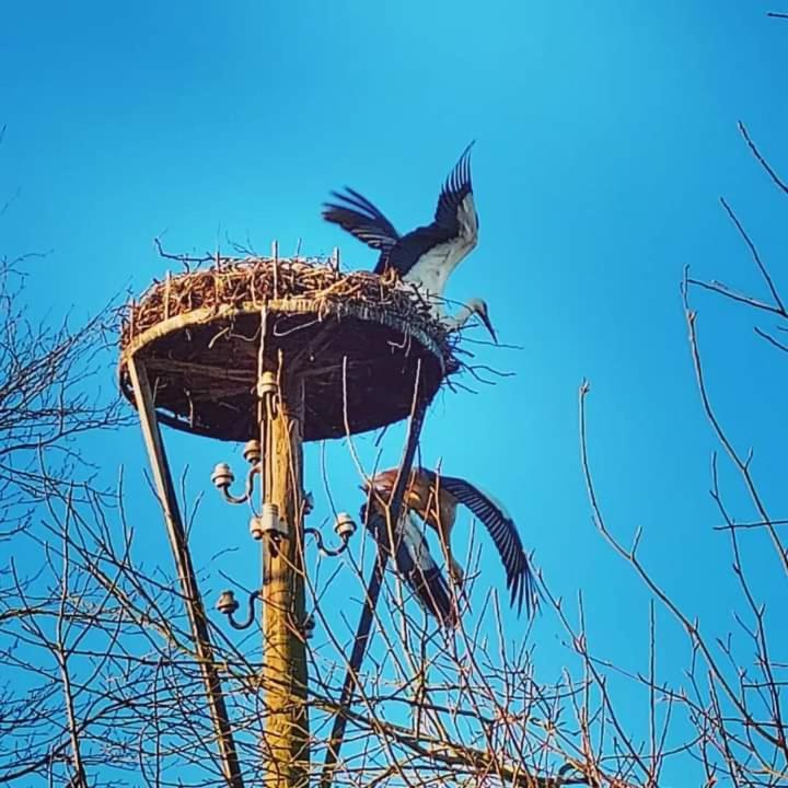 Uylkenshof Safaritenten En Natuurhuisjes Епе Екстериор снимка